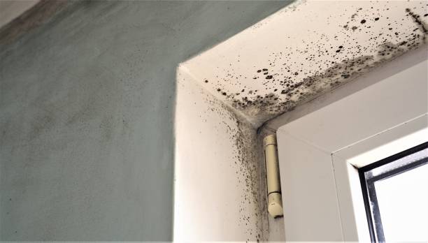 Best Mold Damage Restoration  in Swartz Creek, MI