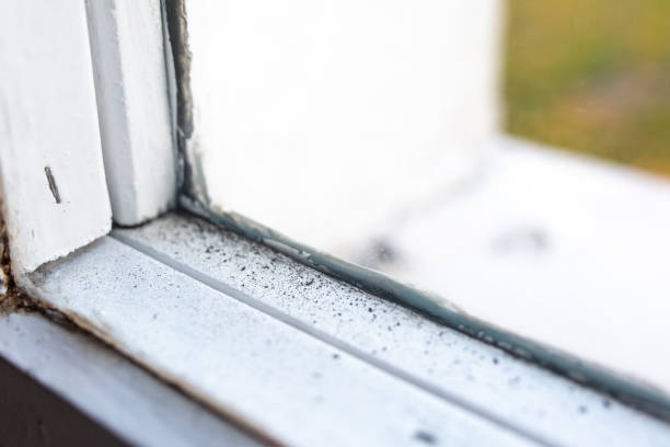 Best Airborne Mold Testing  in Swartz Creek, MI