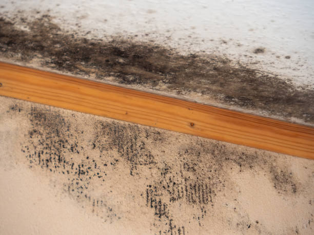 Best Emergency Mold Remediation  in Swartz Creek, MI
