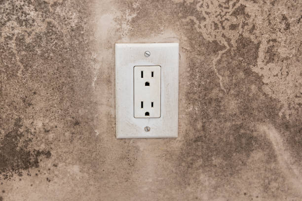 Best Basement Mold Removal  in Swartz Creek, MI