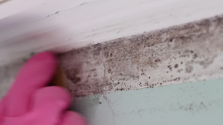 Reliable Swartz Creek, MI Mold Removal Solutions